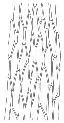 Warnstorfia fluitans “calliergidium” growth form, mid laminal cells. Drawn from J.K. Bartlett 23375, CHR 348341.
 Image: R.C. Wagstaff © Landcare Research 2014 